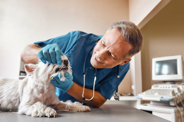 Best 24-Hour Emergency Dentist in Aurora, MN